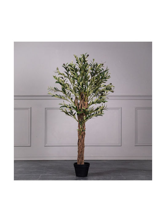 Ελιά Εξωτερικού Χώρου 130cm Supergreens