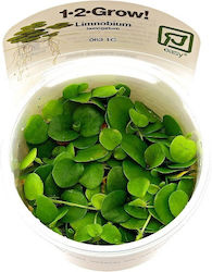 Tropica Limnobium Laevigatum Live Aquarium Plant 12001