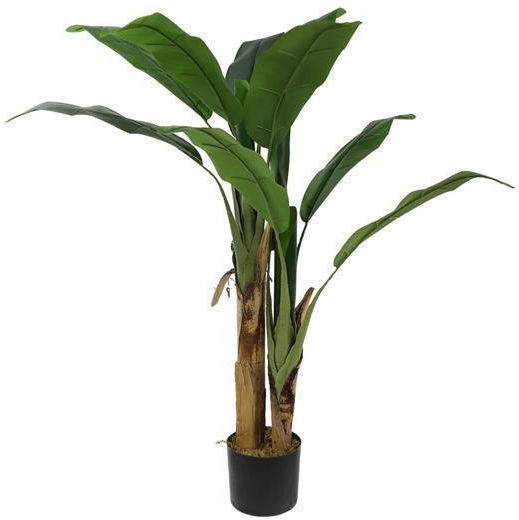 Outdoor Musa Tree Newplan