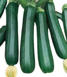 Zucchini Marcado (DIAS) F1, 50 seeds (dark green).Very productive, with long production duration and excellent fruit quality. The fruit is dark green in colour and has a good cold and heat resistance