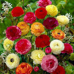 GIANT RANUNCULUS Mixed PACKET OF 10 BULBS