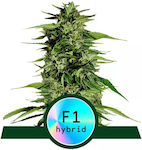 Royal Queen Seeds - Hyperion F1 - 1 seed