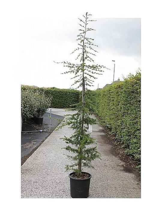 OEM Cedrus libani (Cedrus libani) - 110 lt - 250/300