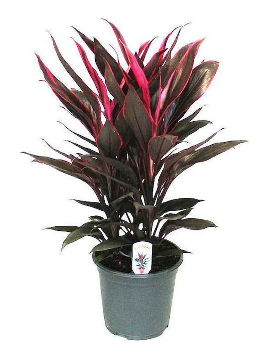 Cordyline 'Tango' 19 cm