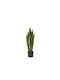 Yucca Растение В Саксия 80см Zaros