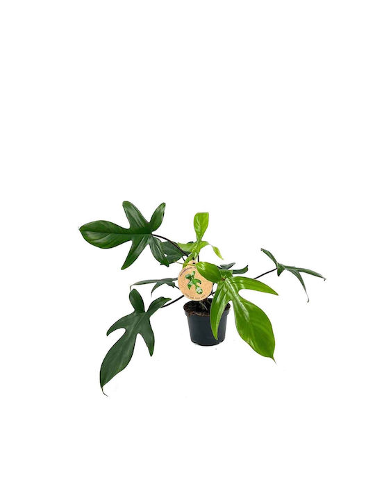 Philodendron 'Florida Green' 12cm