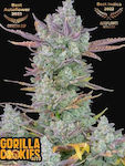 Fast Buds Gorilla Cookies Auto - 1 Samen