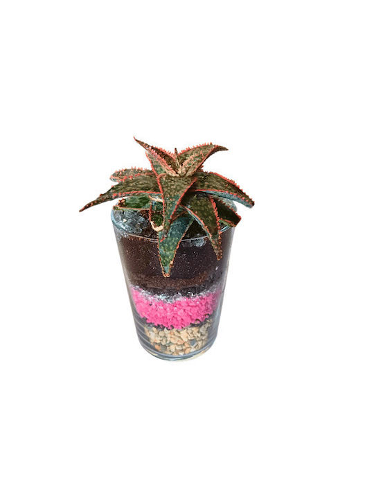 Aloe Christmas carol open plant terrarium