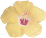 Hibiscus Party Napkins (16 pieces)