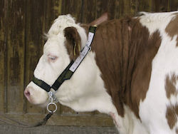 Kerbl Halter