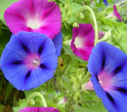 Seeds Ipomoea 2gr Polychrome