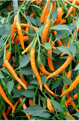 Geniki Fytotechniki Athinon Samen Paprika Würzige Orange 10Stück