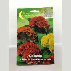 Primasem Samen Celosia Polychrome