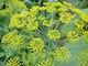 Geniki Fytotechniki Athinon Seeds Dill 500gr