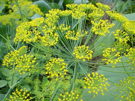 Geniki Fytotechniki Athinon Seeds Dill 500gr