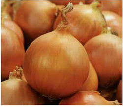 Syngenta Seeds Onion 25000pcs