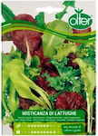 Olter Seeds Lettuce