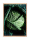 Walls Savoy Cabbage Painting on Canvas 40x50cm