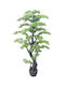 Bonsai in Topfpflanze 160cm