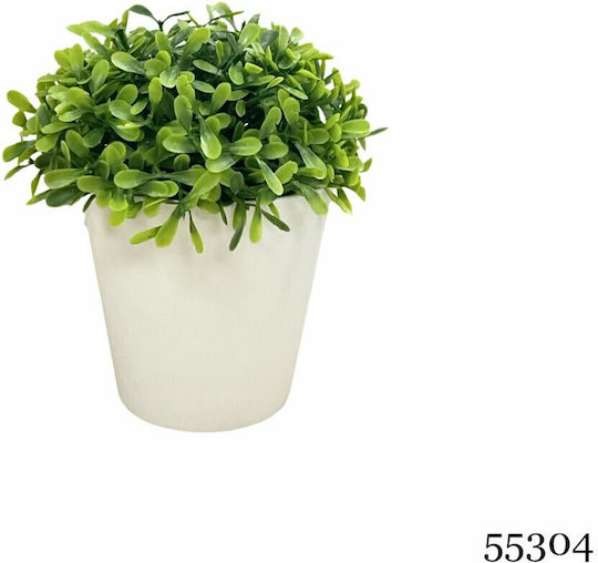 Plantă Suculentă În Ghiveci 15cm Arte Regal