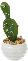 Cactus in Pot Unimasa