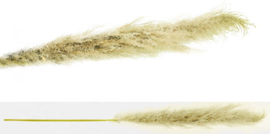 Pană Decorativă Pampas Grass Ecru 150cm 6buc