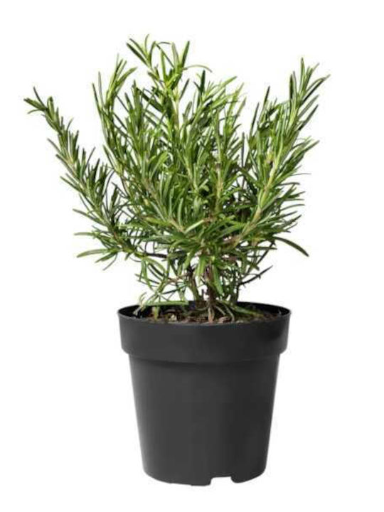 Rosemary 5lt