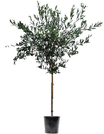 Olea Europaea 3lt