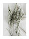Walls Poster Green Herbs 15x20cm