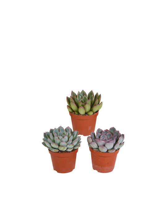 Echeveria Mix 8.5cm 3 Plants