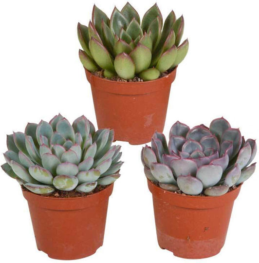 Echeveria 3buc Echeveria3mix8.5cm