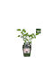 Rubus Navaho Sommerlang Bio 13cm