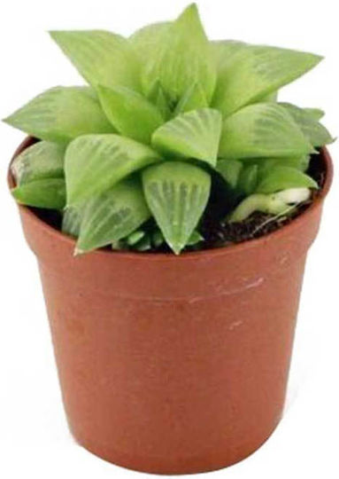 Haworthia Cooperii Xxl 5.5cm