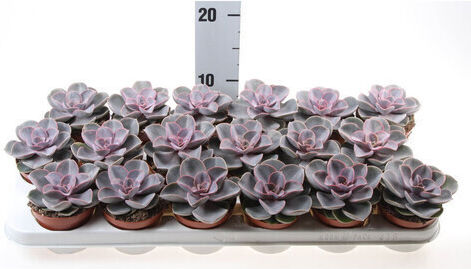 Echeveria