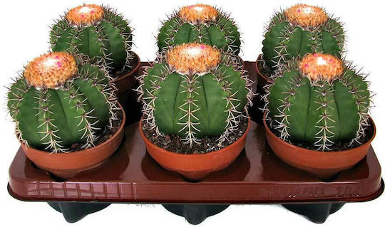Melokaktus Matanzanus 10,5cm