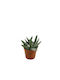 Crassula 'tenelli' 5.5cm