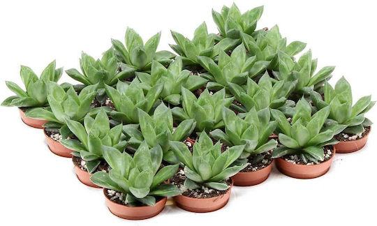 Haworthia Cymbiformis 5.5cm
