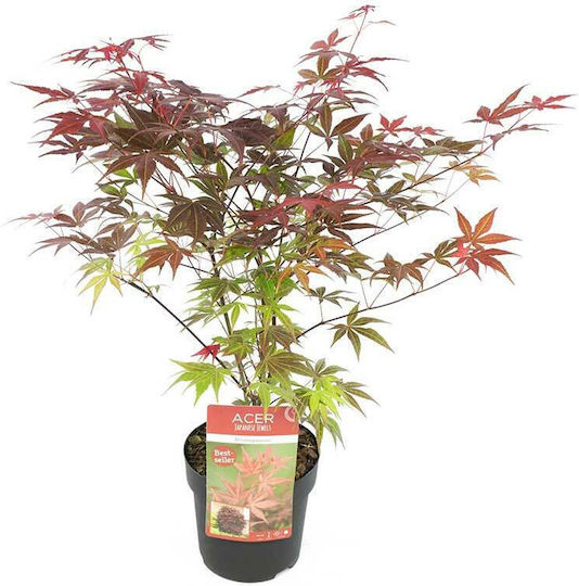 Acer 'atropurpureum' 19cm