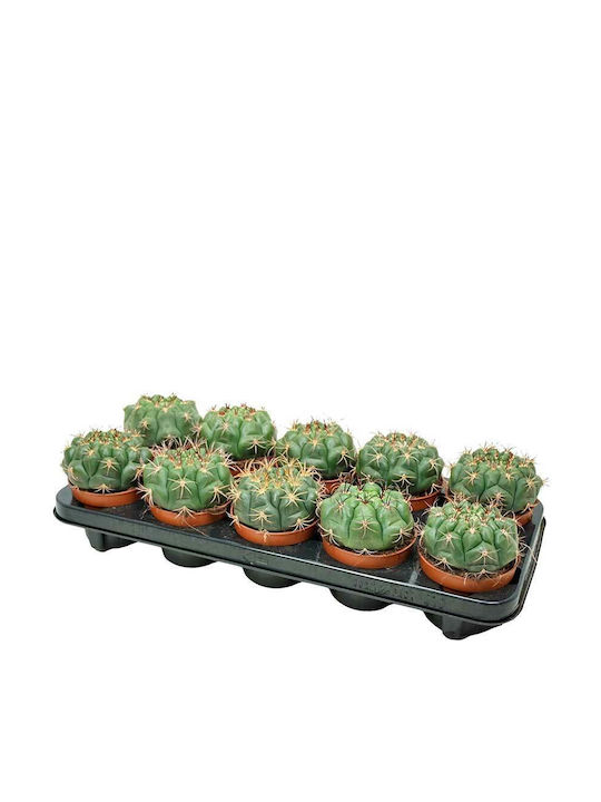 Gymnocalycium Saglionis 10.5cm