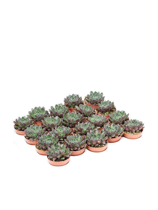 Green Leaf Echeveria