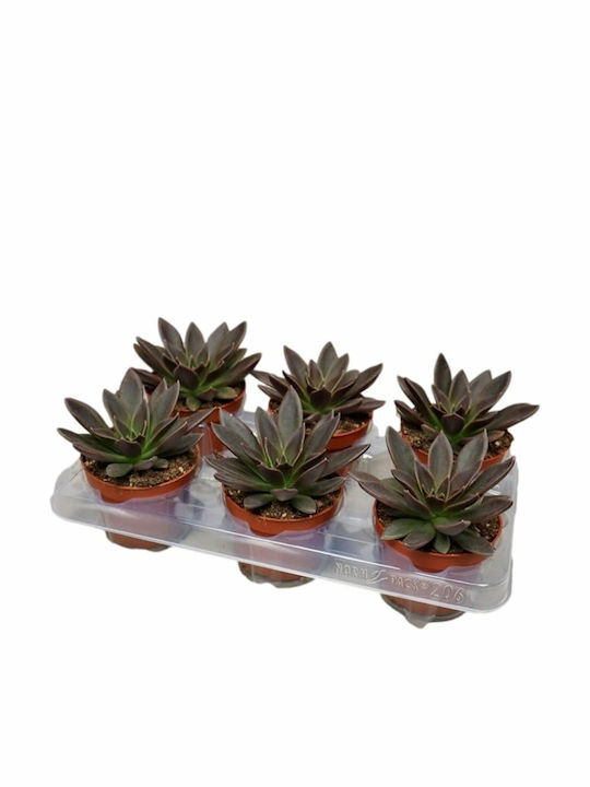 Green Leaf Echeveria Height 5.5buc