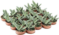 Gasteria 'little Warty' 5.5cm Gasteria 'little Warty' 5.5cm