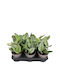 Scindapsus Treubii 'moonlight' 12cm