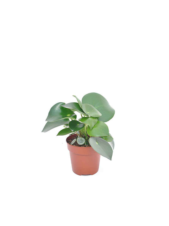 Peperomia 12cm