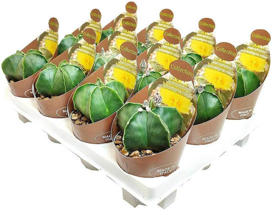 Astrophytum Nudum 6.5cm