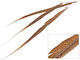 Aripă de Artizanat Auriu