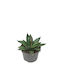 Green Leaf Suculent