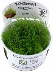 Tropica Barbieri Taxiphyllum 11882