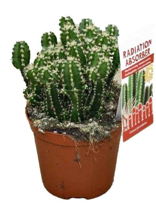 Cereus 'paolina' 8.5cm