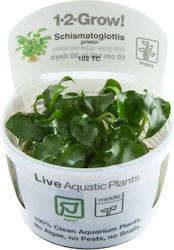 Tropica Schismatoglottis Prietoi 1-2-Grow Cryptocoryne Nevilli Live Aquarium Plant